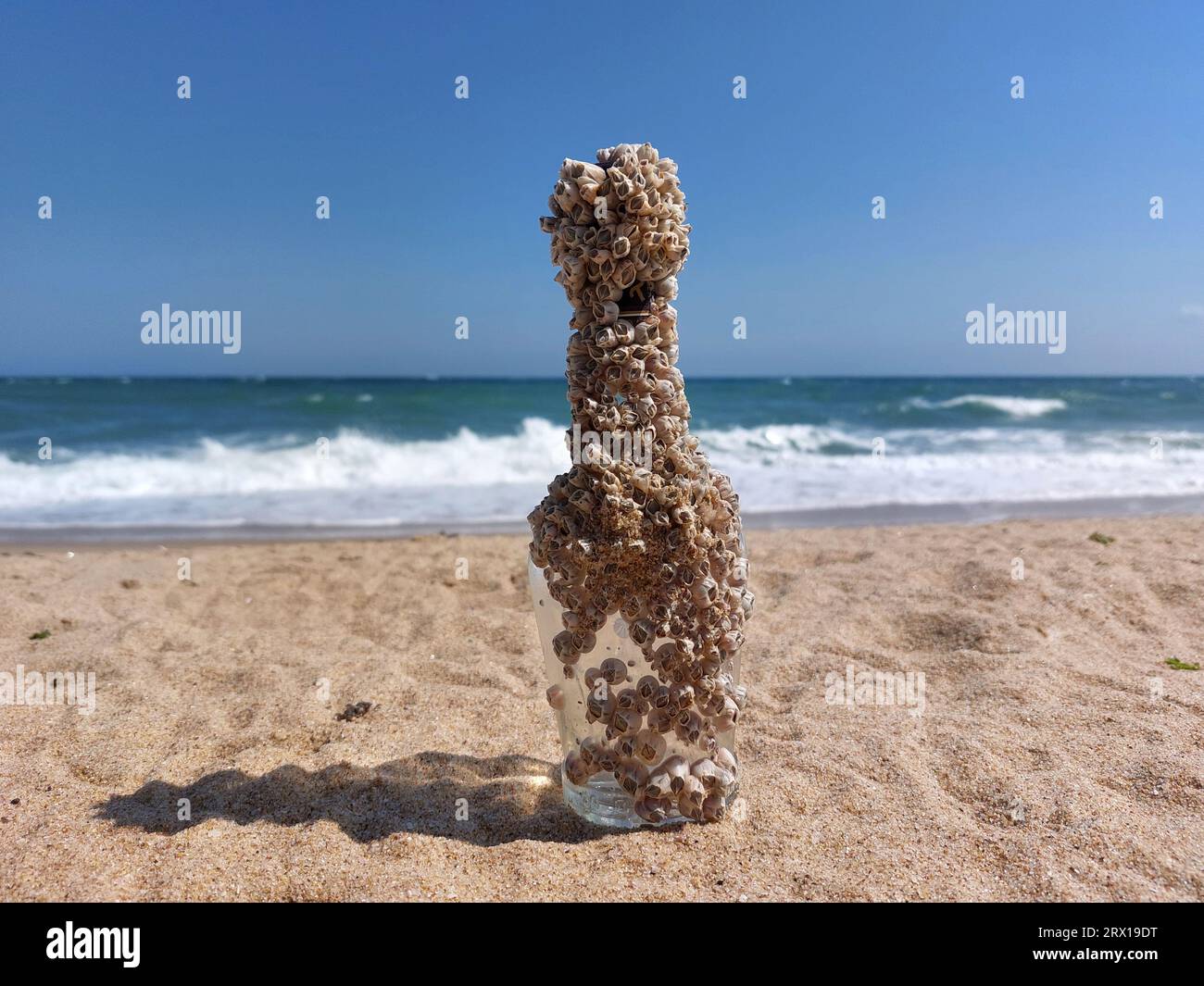 Bottiglia di vetro piena di barnacles sulla spiaggia. I barnacli sono un tipo di artropode Foto Stock