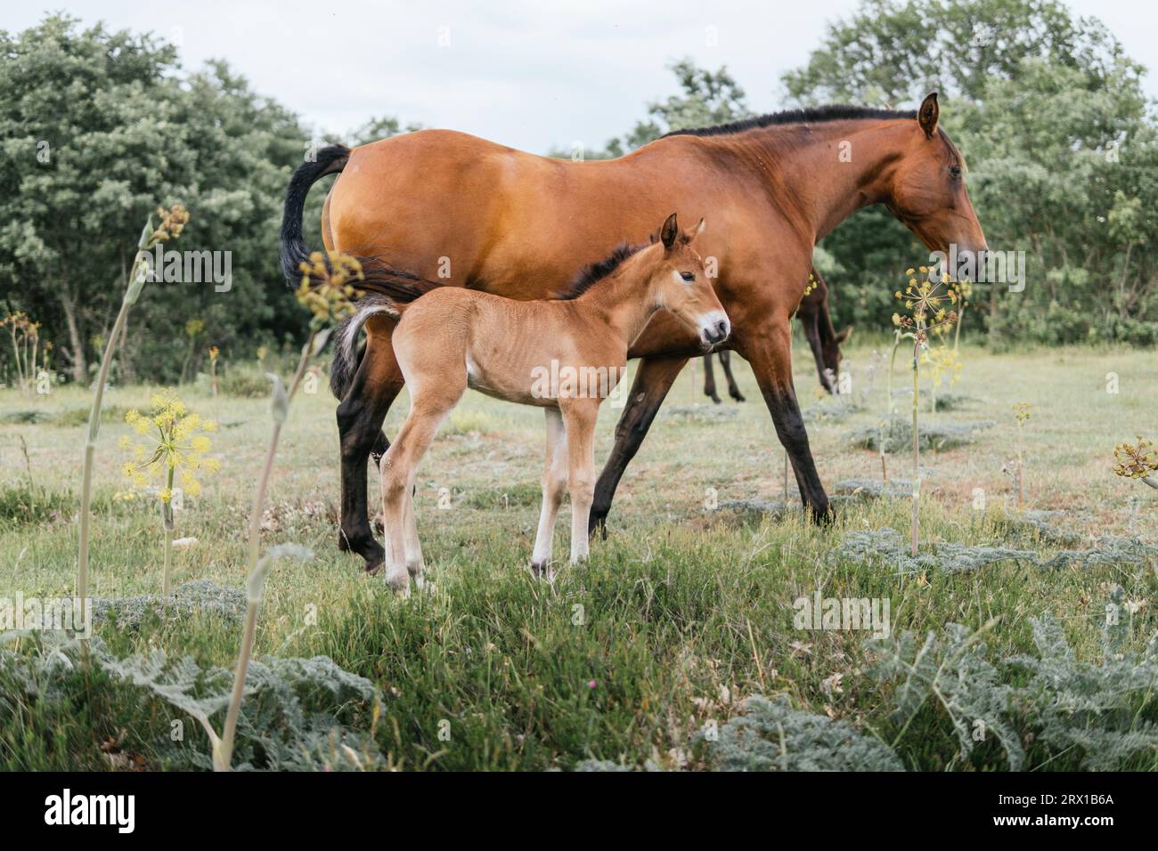 mare con il suo bambino puledro nel campo circondato da alberi Foto Stock