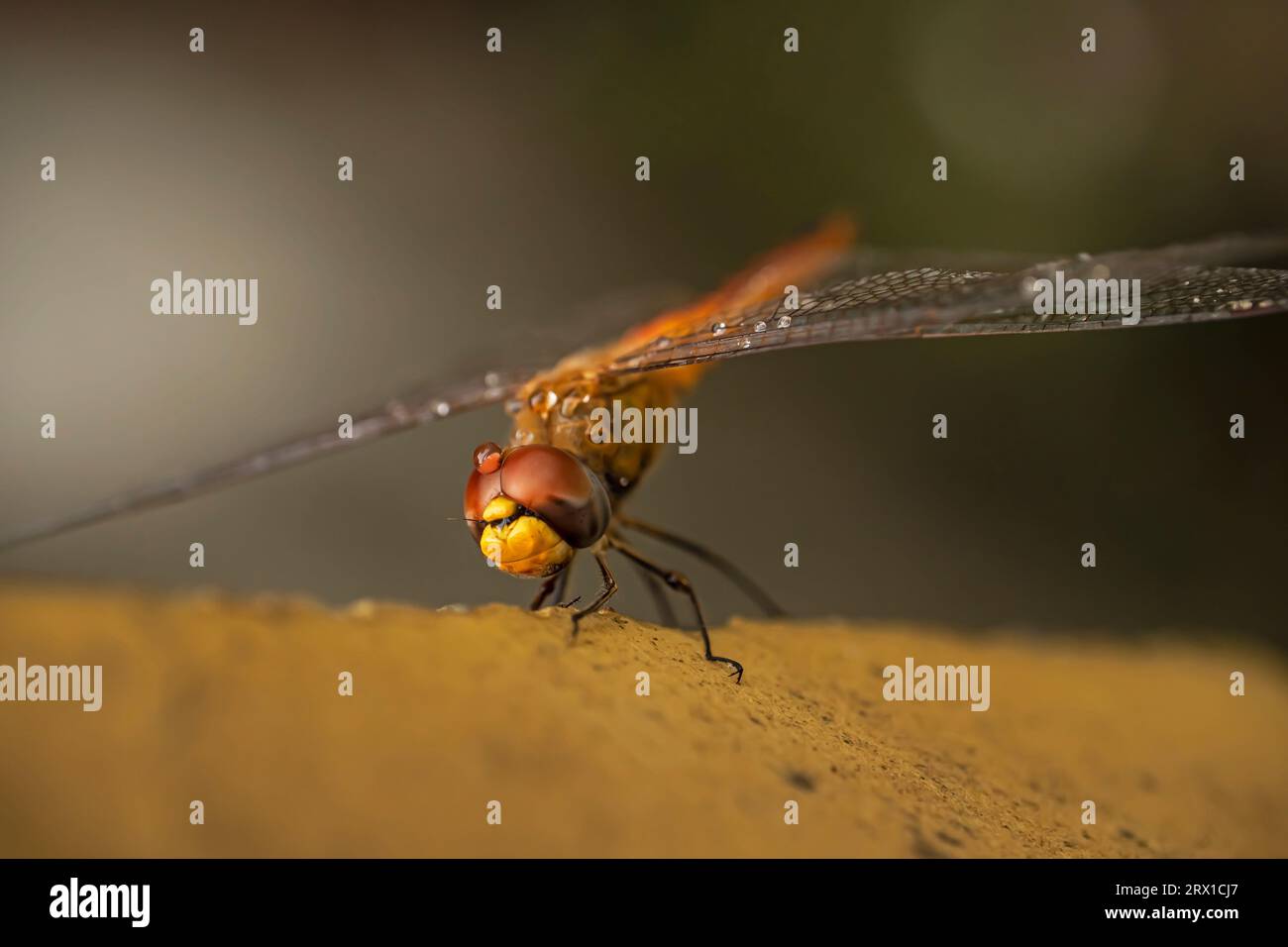 immagine ingrandita di una libellula Foto Stock