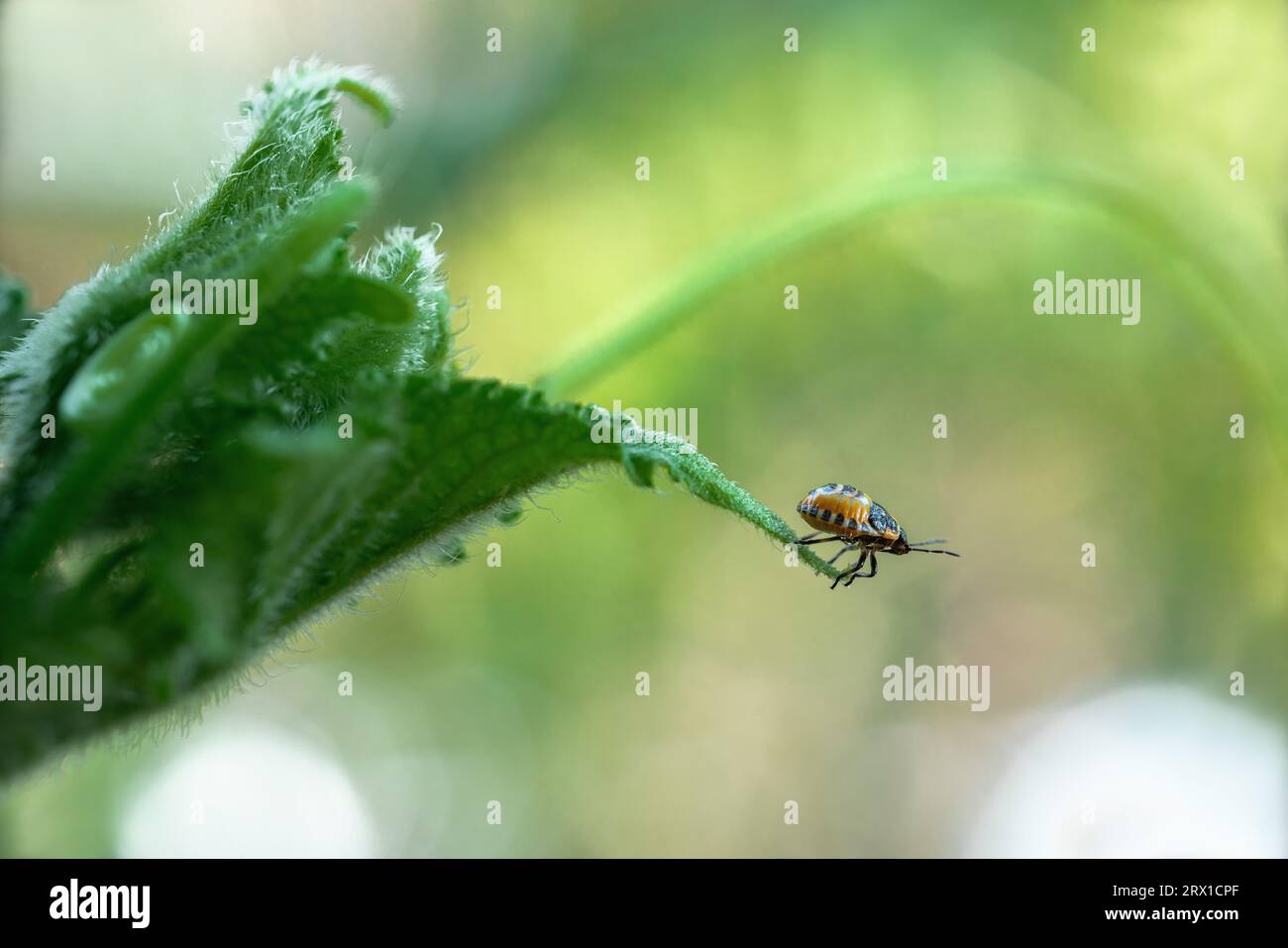 Giovane di Eurydema dominulus Foto Stock