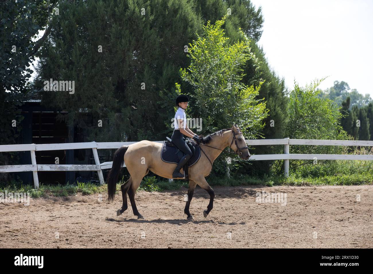 Cavallo trotto femminile in gara con recinzione bianca sullo sfondo Foto Stock