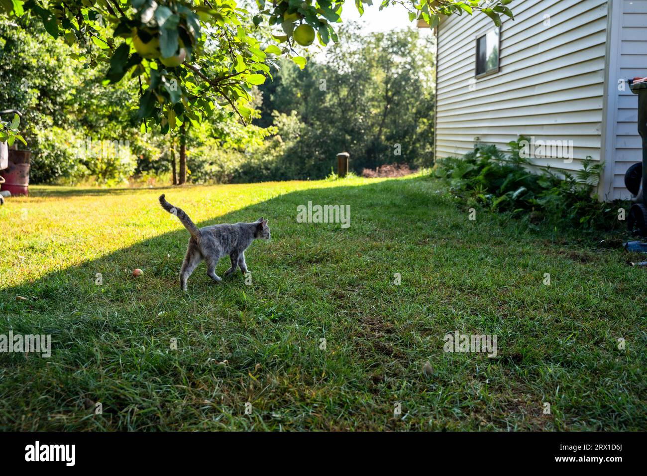 Feral Gray Cat camminando attraverso l'Yard of Rural Farmhouse all'inizio dell'autunno Foto Stock