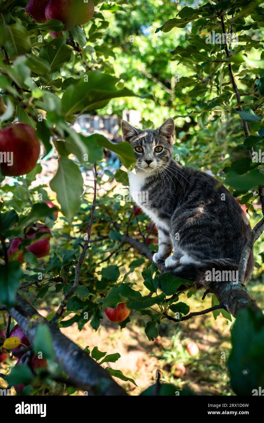 Feral Gray Cat seduto sul ramo dell'Apple Tree all'inizio dell'autunno Foto Stock