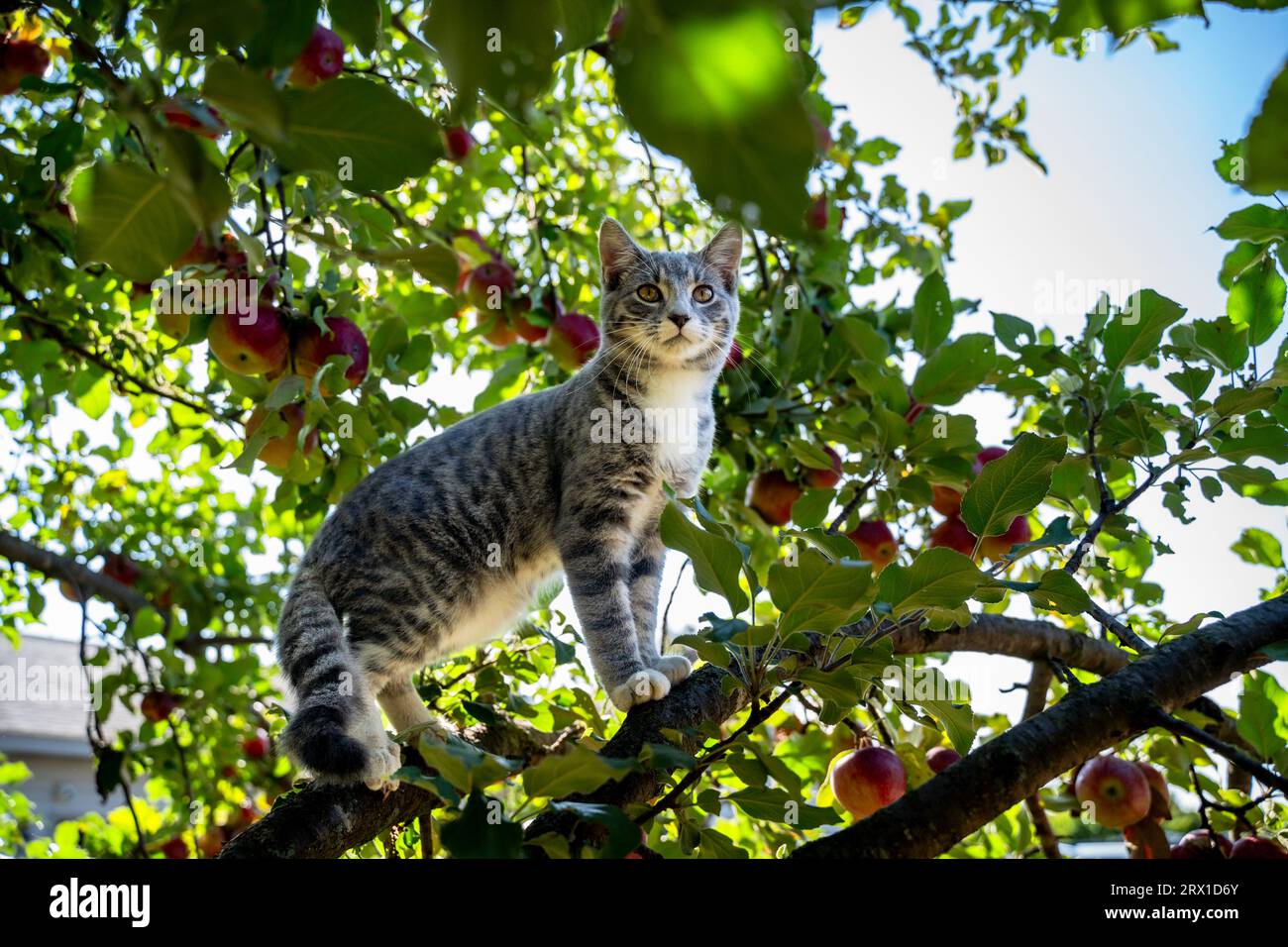 Giovane gatto grigio Feral in piedi sul ramo di Apple Tree all'inizio dell'autunno Foto Stock
