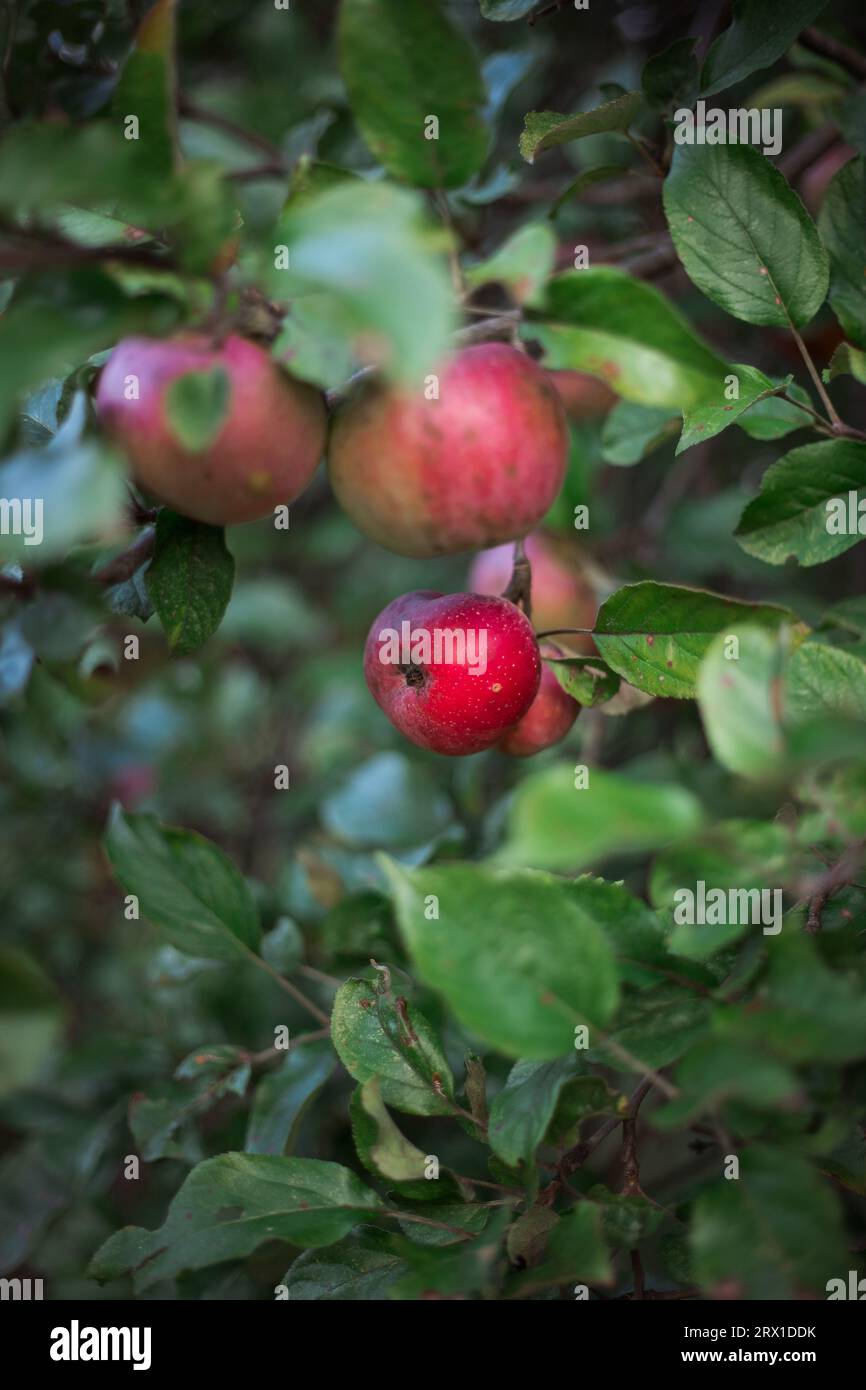 Primo piano della mela rossa Macintosh sull'albero Foto Stock