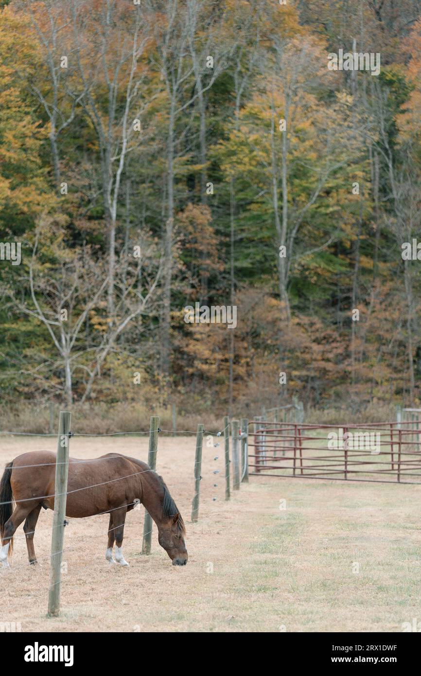 I cavalli pascolano oltre la recinzione nella proprietà rurale dell'Indiana. Foto Stock