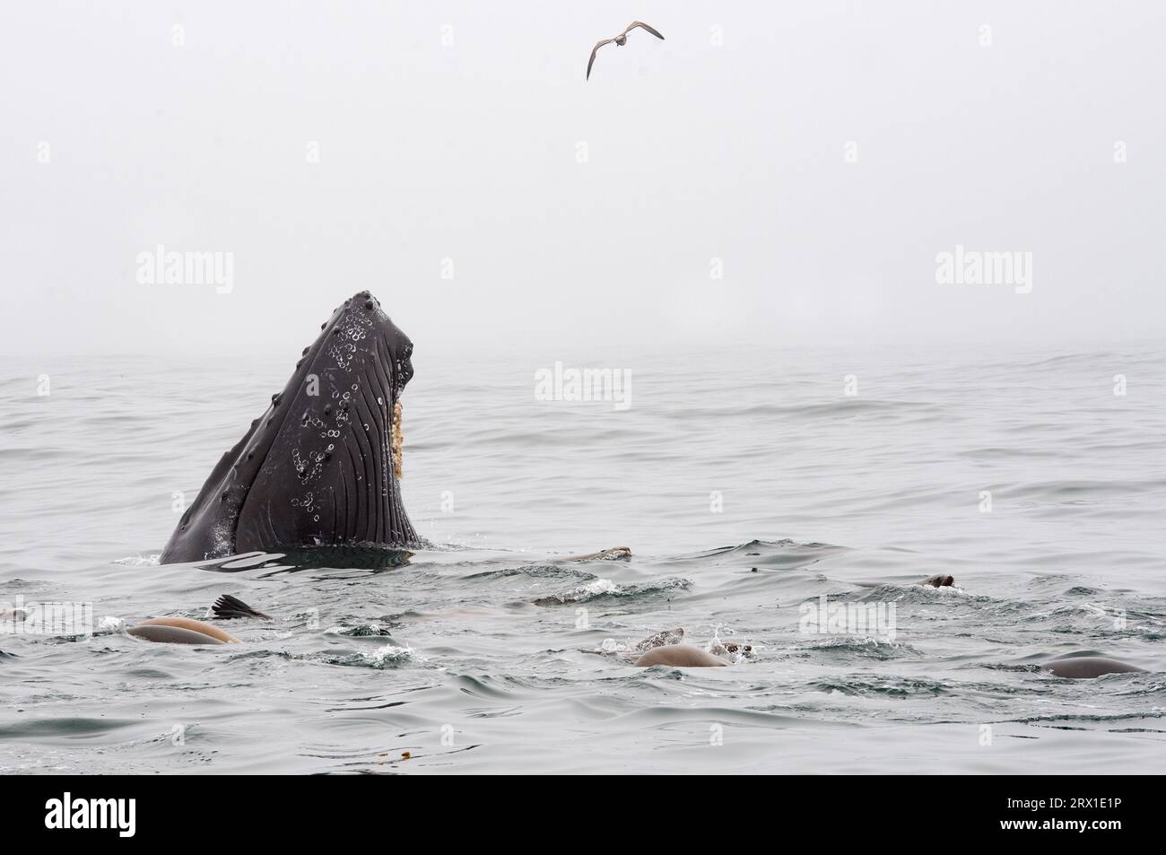 Avvistamento di balene negli Stati Uniti, California, tour dell'oceano con leoni marini e uccelli Foto Stock