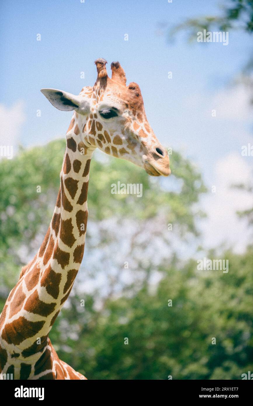 Bella giraffa che si esibisce in una giornata calda Foto Stock