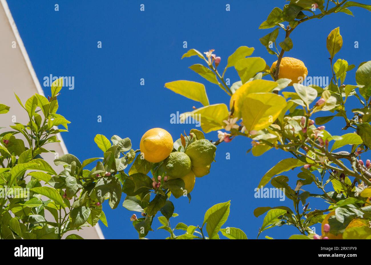 Frutti di limone gialli e verdi maturi sull'albero con fiori, foglie e cielo blu (spazio copia), isola di Ibiza, Spagna Foto Stock
