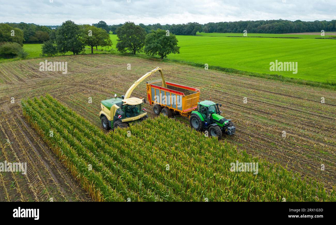 Un trinciatore sta raccogliendo un campo di mais alla fine dell'estate nei Paesi Bassi. Foto Stock