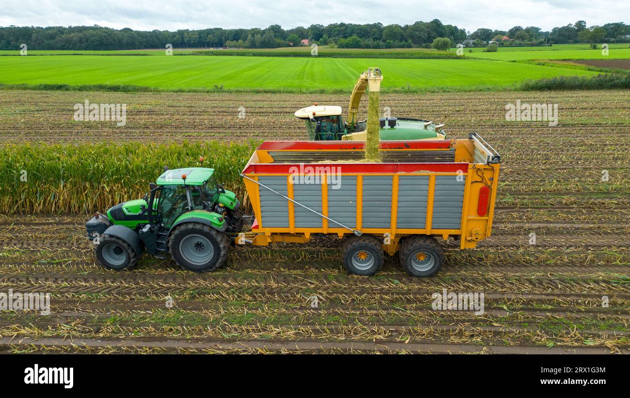 Un trinciatore sta raccogliendo un campo di mais alla fine dell'estate nei Paesi Bassi. Foto Stock