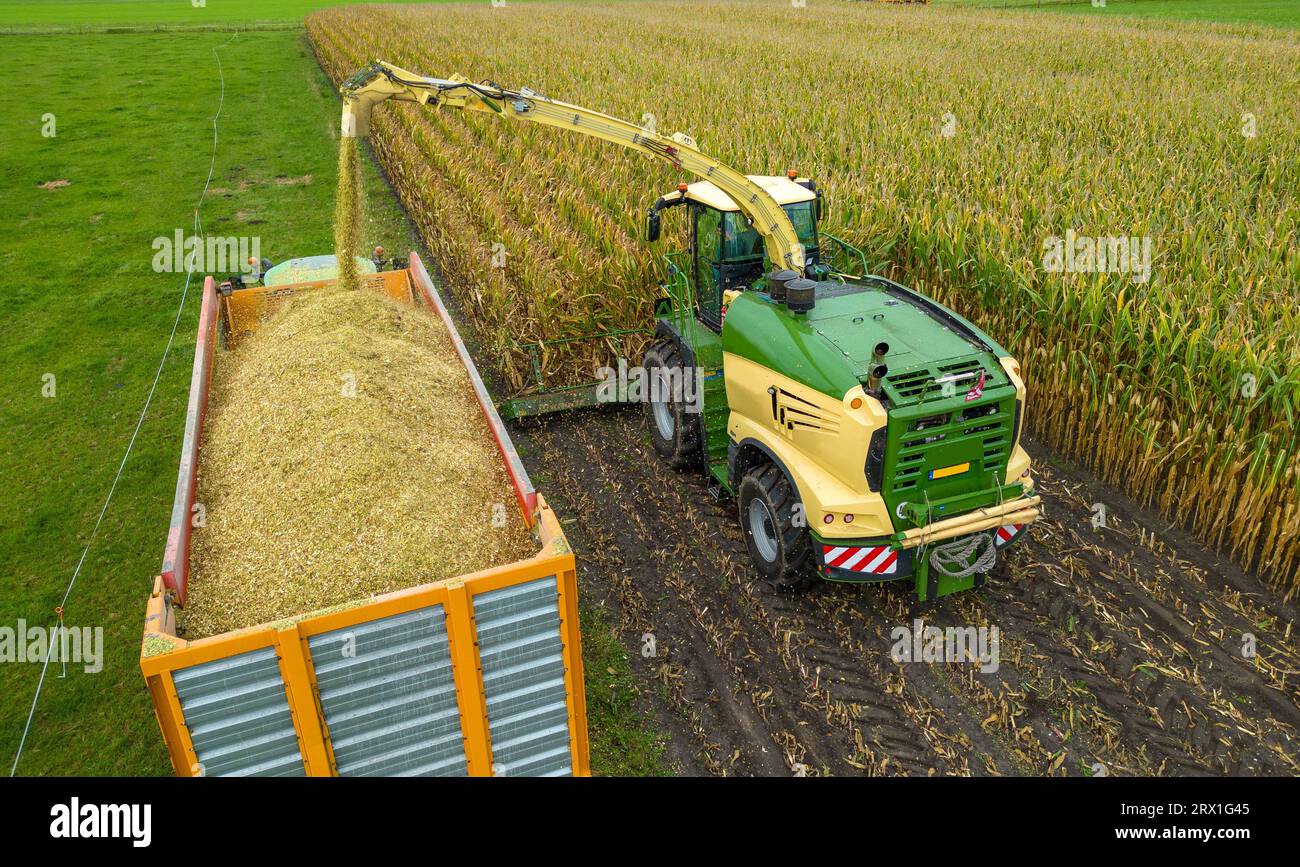 Un trinciatore sta raccogliendo un campo di mais alla fine dell'estate nei Paesi Bassi. Foto Stock
