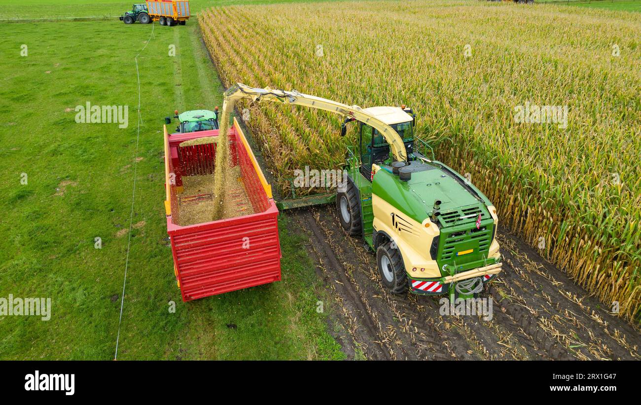 Un trinciatore sta raccogliendo un campo di mais alla fine dell'estate nei Paesi Bassi. Foto Stock