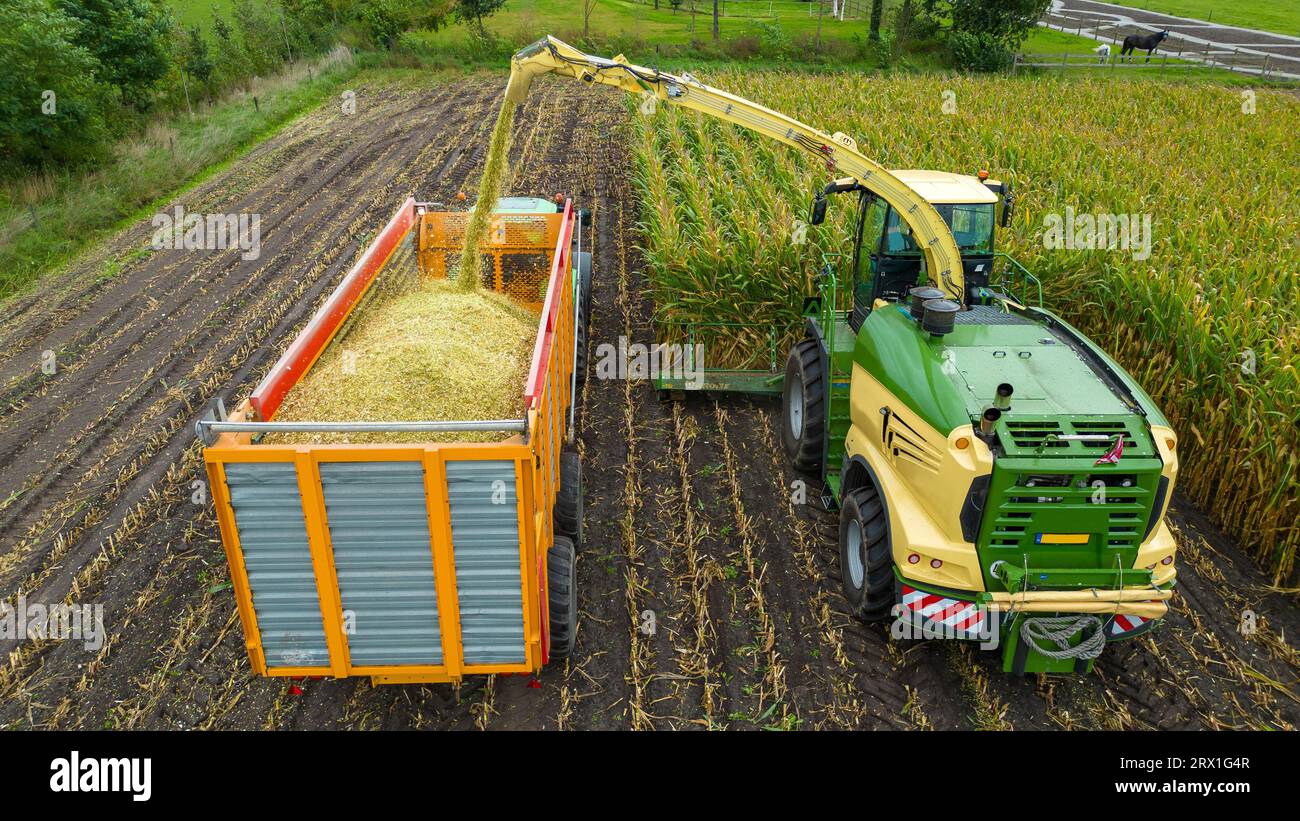 Un trinciatore sta raccogliendo un campo di mais alla fine dell'estate nei Paesi Bassi. Foto Stock