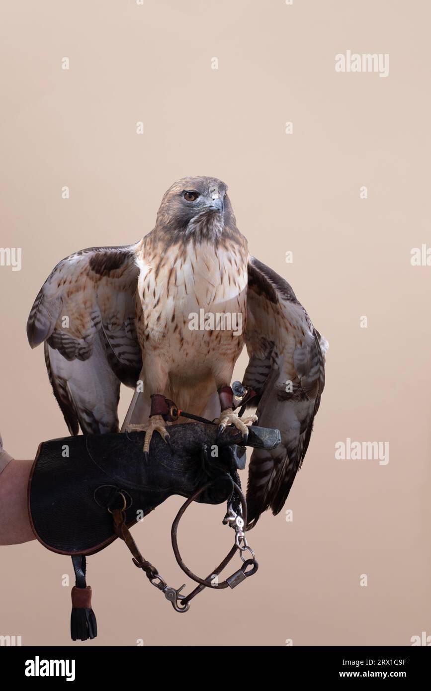 Un ritratto di Red Tailed Hawk su sfondo abbronzato Foto Stock