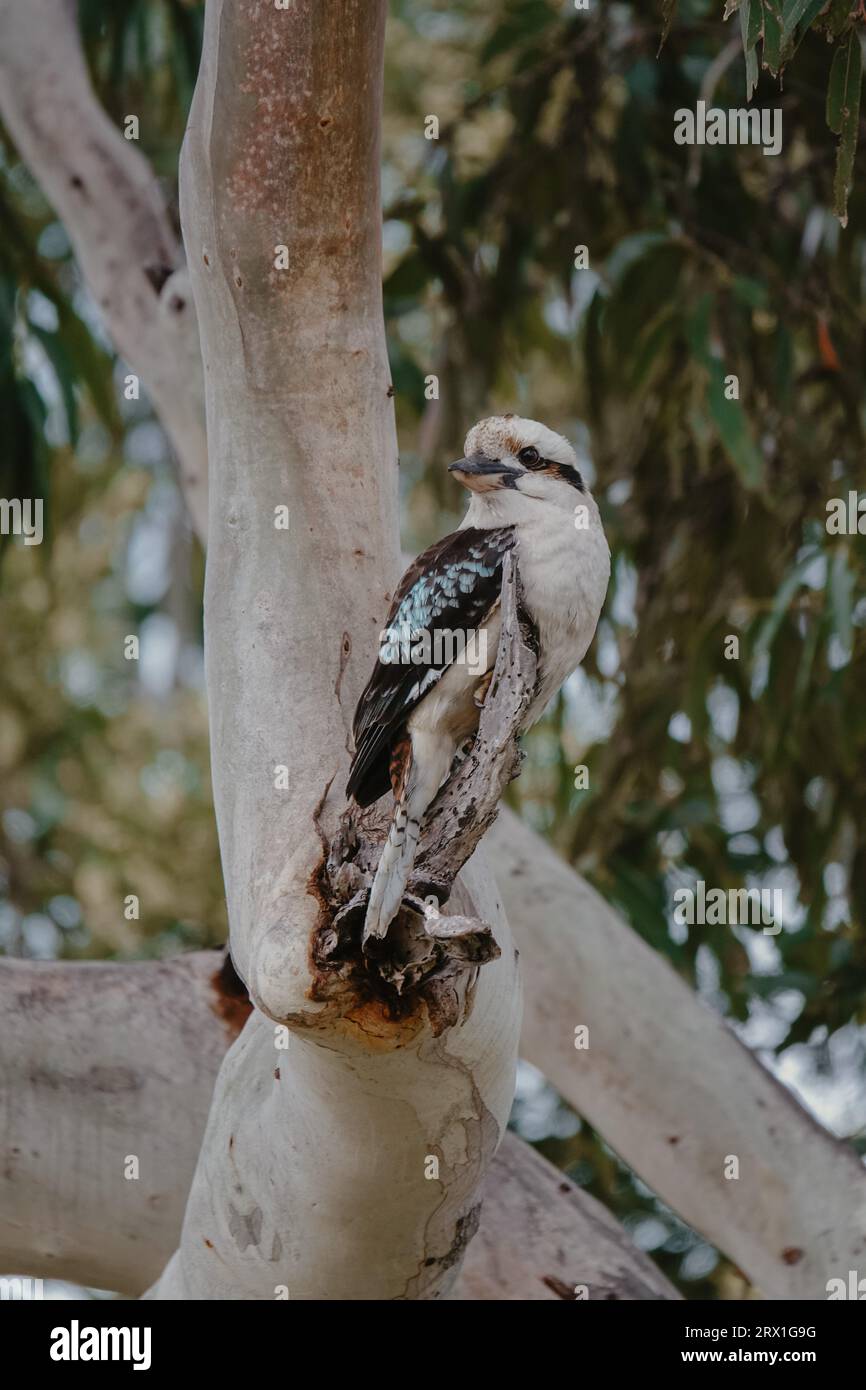 Fotografia della fauna selvatica in un parco di un Kookaburra ridendo Foto Stock