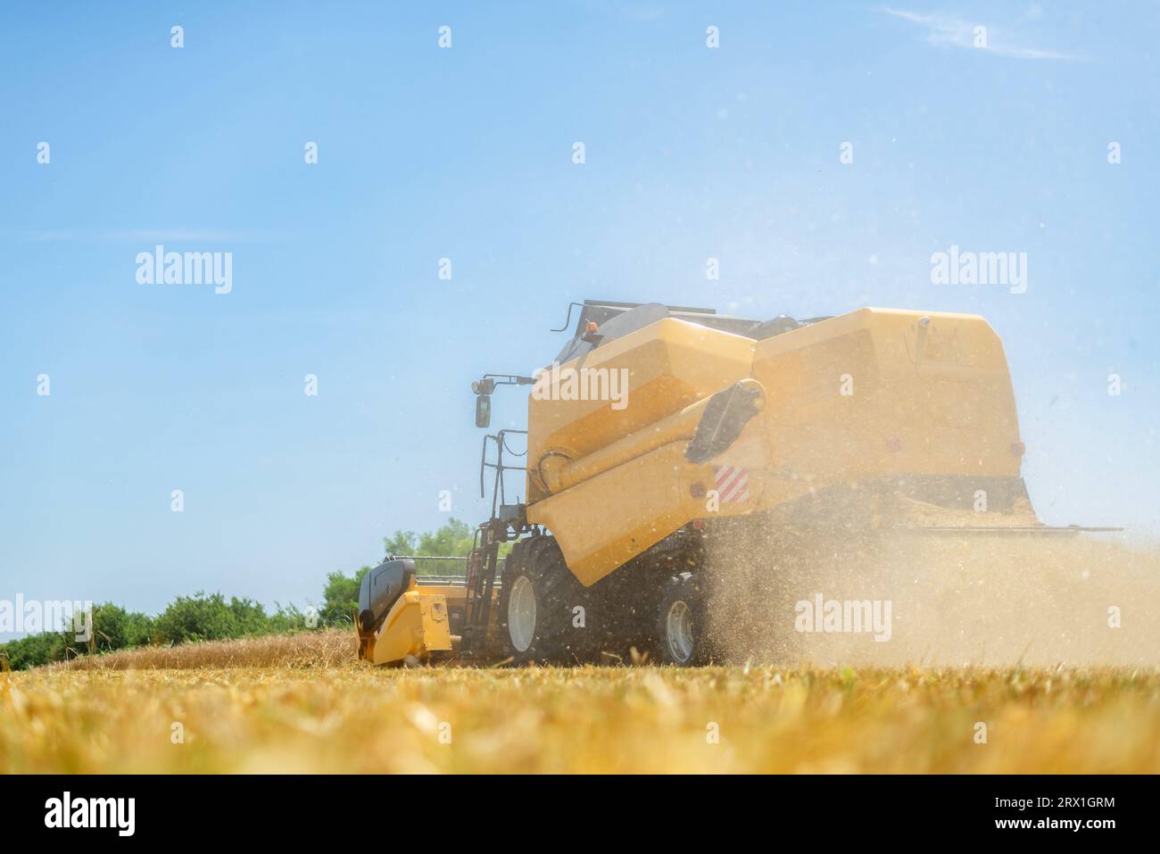Mietitrebbiatrice gialla per la mietitura sul campo Foto Stock