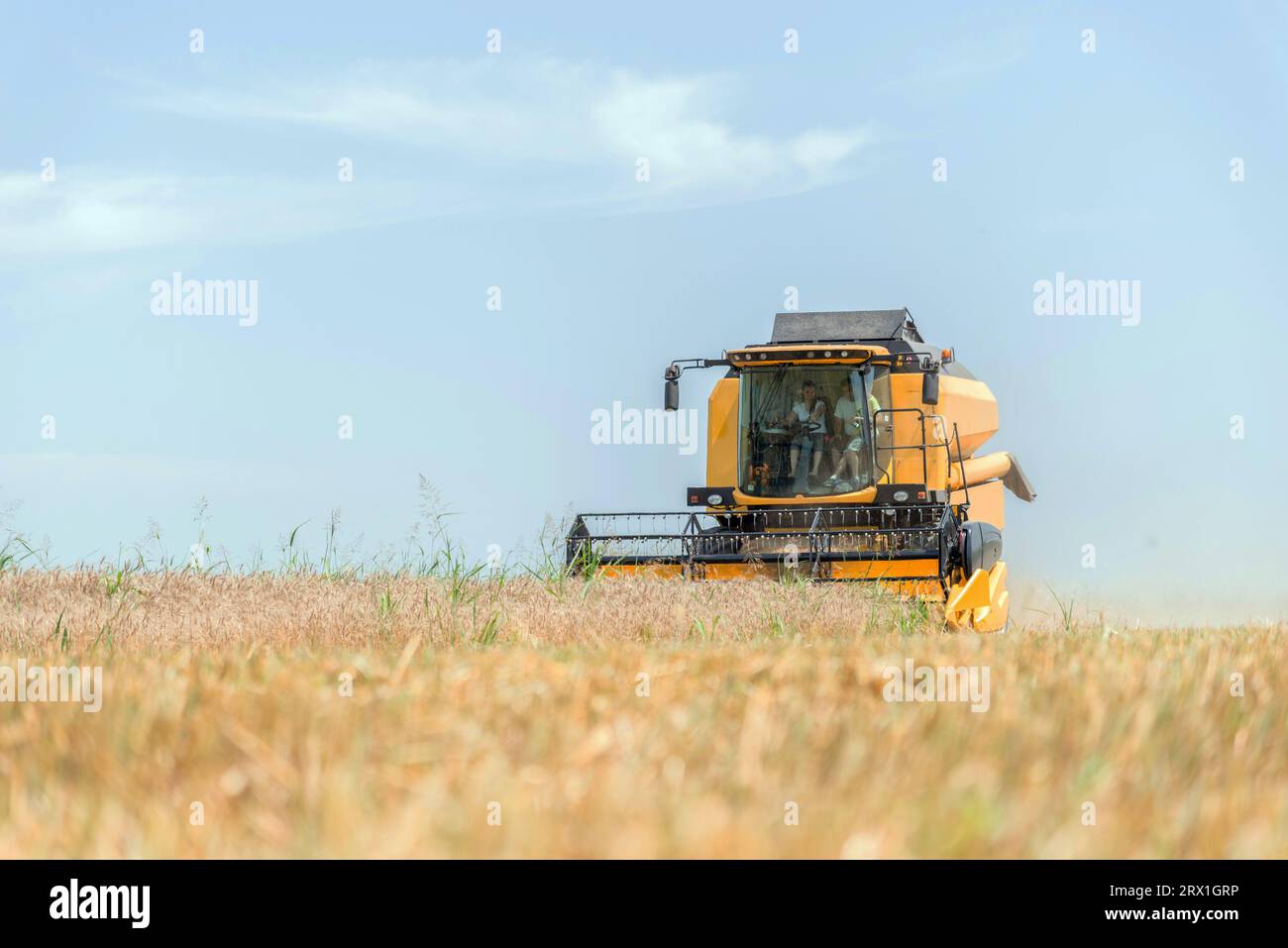 Mietitrebbiatrice gialla per la raccolta di frumento sul campo Foto Stock