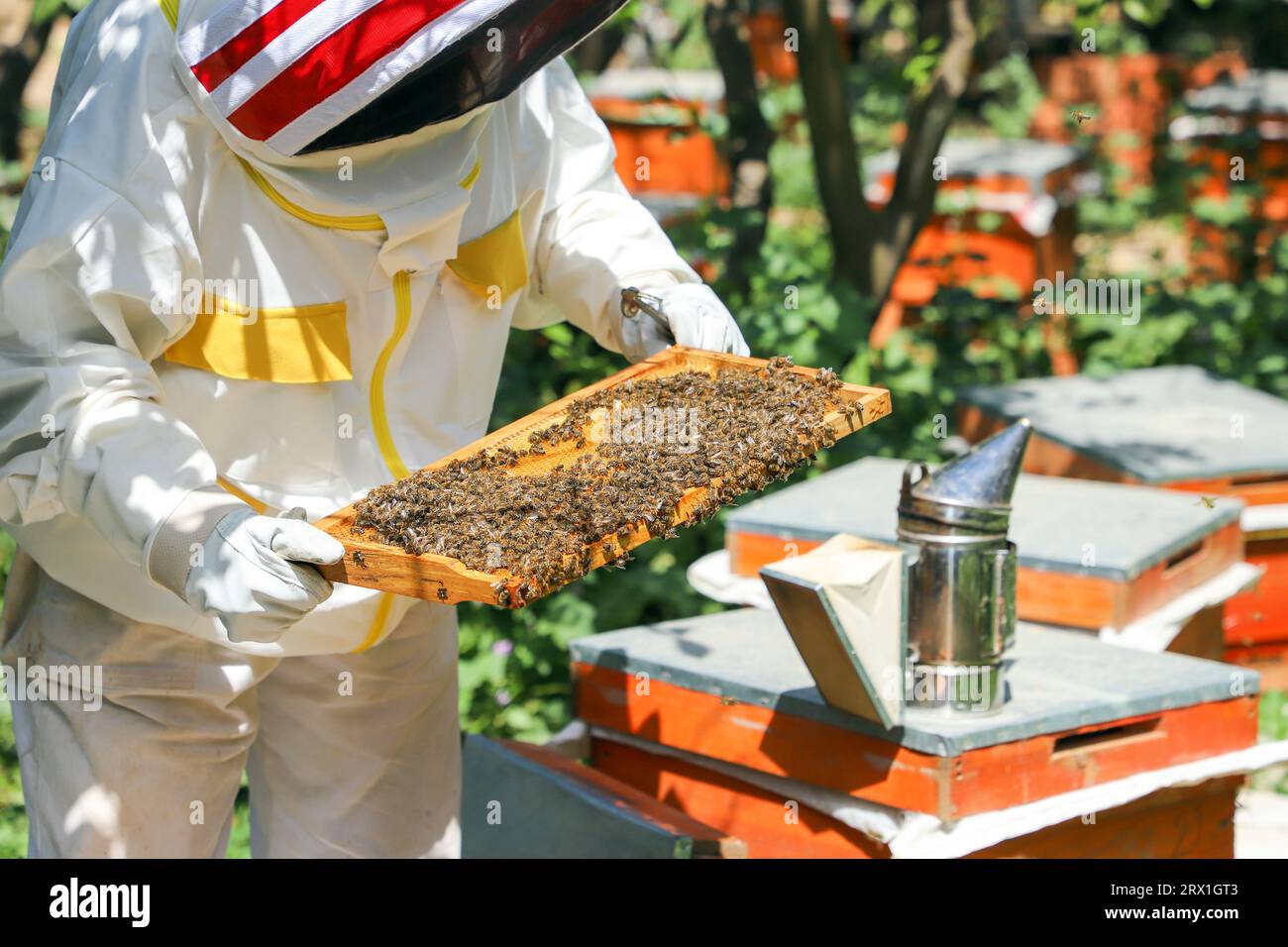 Apicoltore sta lavorando per raccogliere miele. Foto Stock