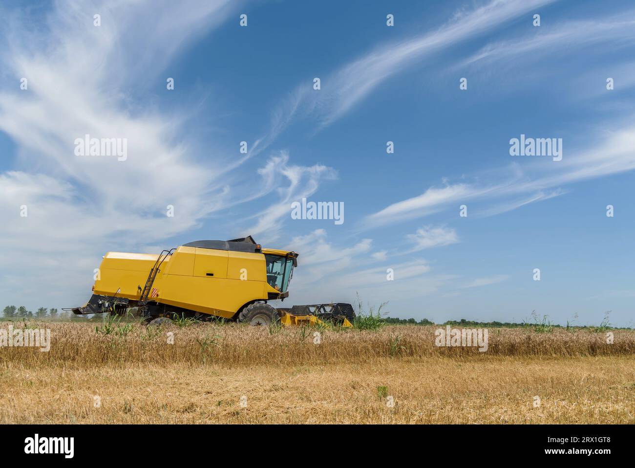 Mietitrebbiatrice gialla per la mietitura sul campo Foto Stock
