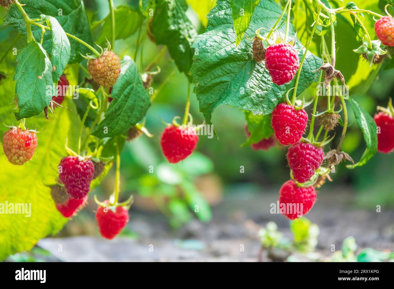 Raccolta biologica di lamponi in giardino. Pianta di lamponi rossi maturi Foto Stock