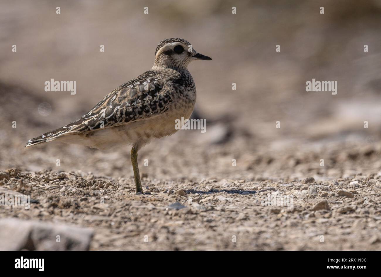 I Charadriidi di Mornell (Charadriidae) sono trampolieri di piccole e medie dimensioni Foto Stock