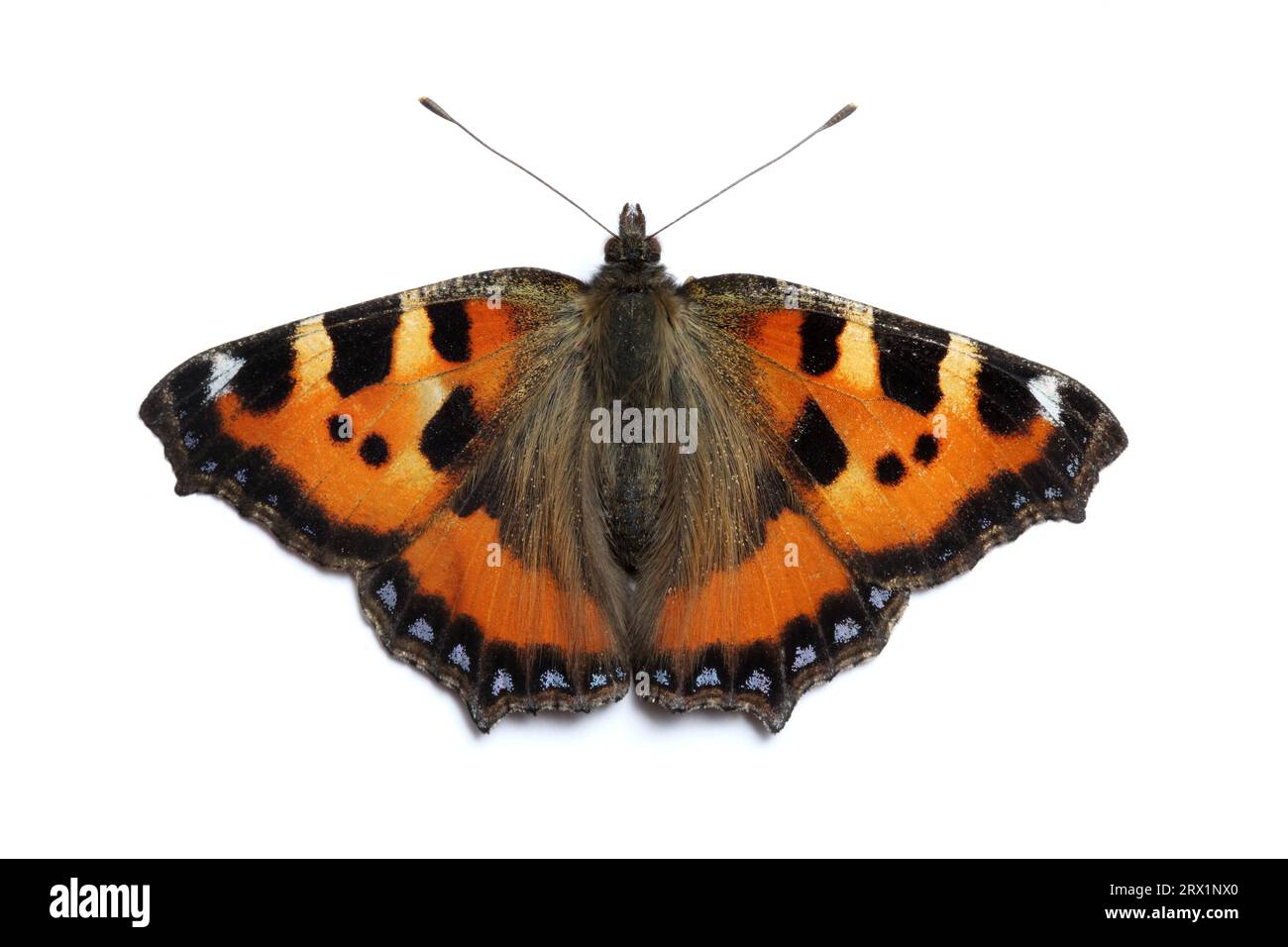 Piccola farfalla a guscio di tartaruga (Aglais urticae) su superficie bianca Foto Stock