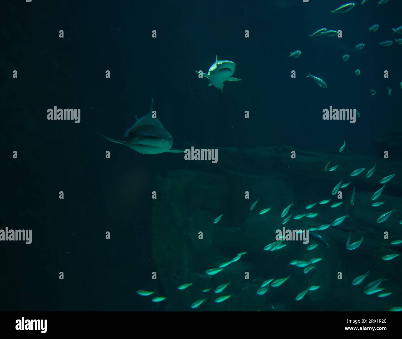 Lo squalo di barriera a punta nera è una specie di squalo requiem, appartenente alla famiglia Carcharhinidae, che può essere facilmente identificata dalle prominenti punte nere Foto Stock