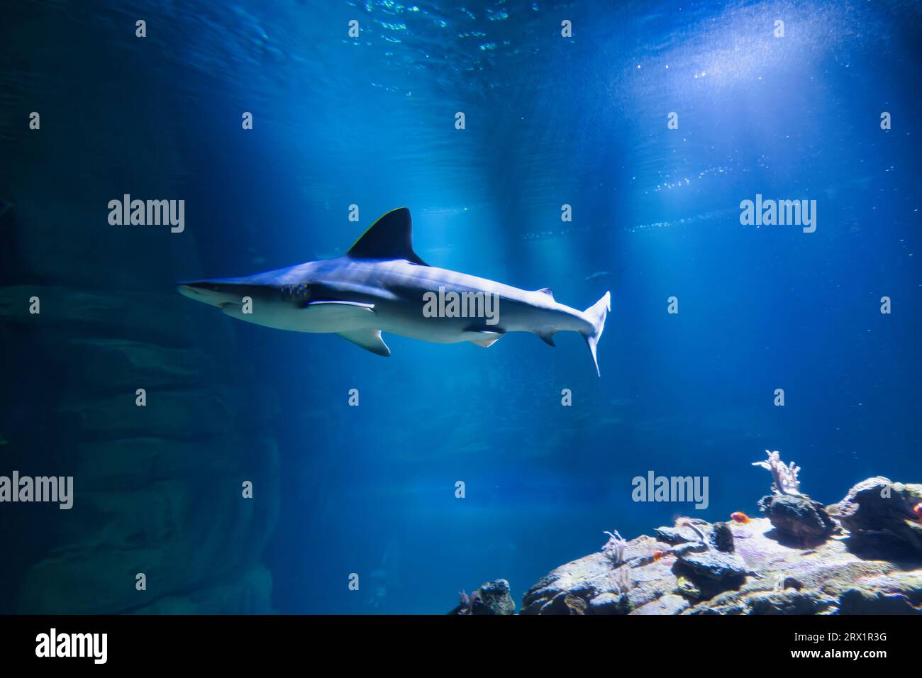 Lo squalo di barriera a punta nera è una specie di squalo requiem, appartenente alla famiglia Carcharhinidae, che può essere facilmente identificata dalle prominenti punte nere Foto Stock