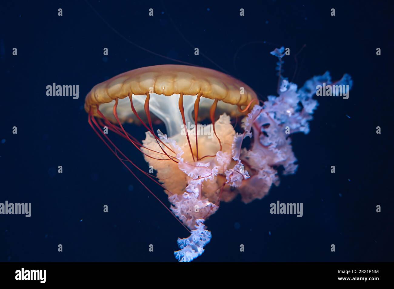 Chrysaora hysoscella, la medusa bussola, è una specie comune di meduse che vive nelle acque costiere nelle regioni temperate del nord-est Foto Stock