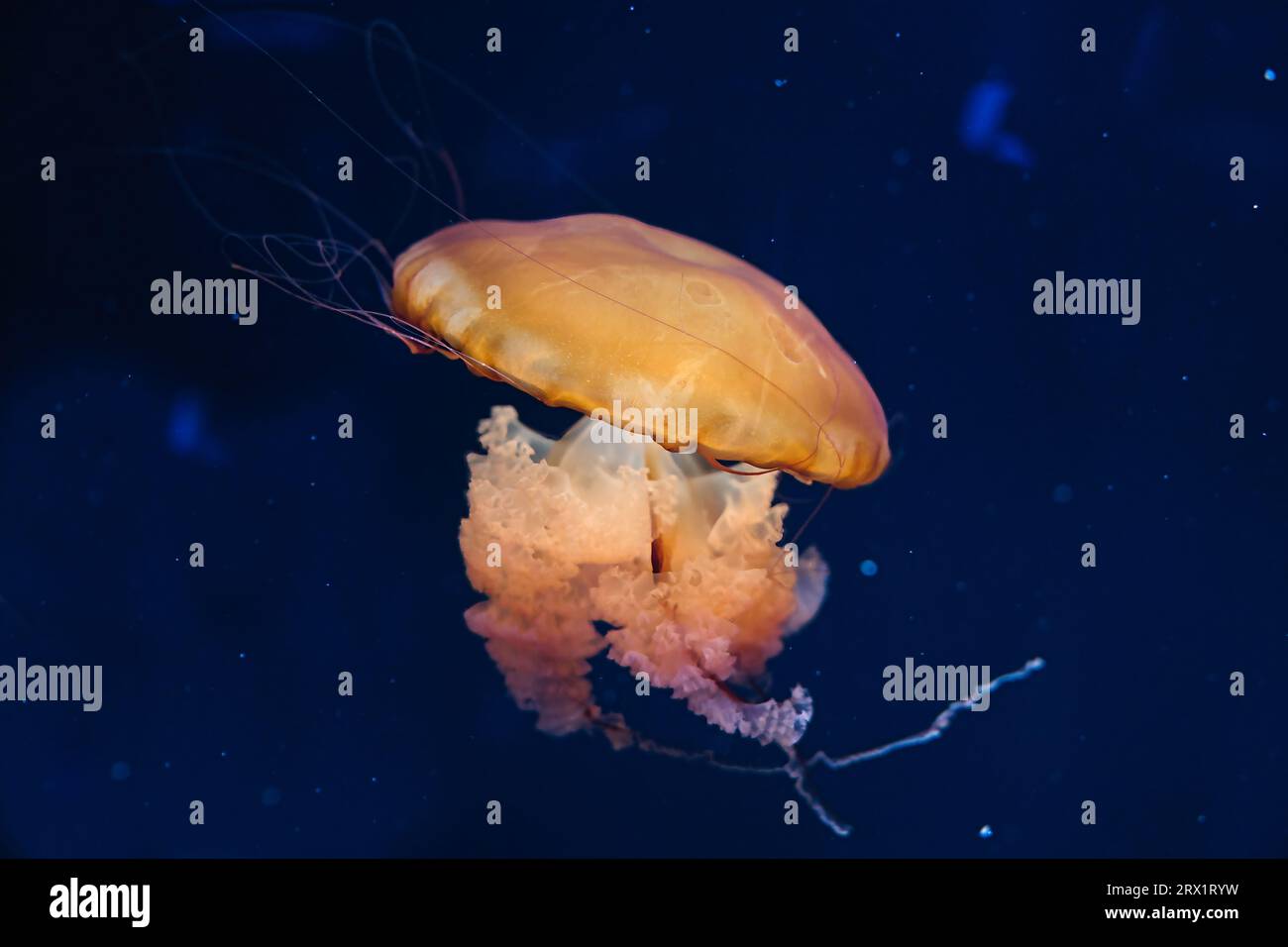 Chrysaora hysoscella, la medusa bussola, è una specie comune di meduse che vive nelle acque costiere nelle regioni temperate del nord-est Foto Stock