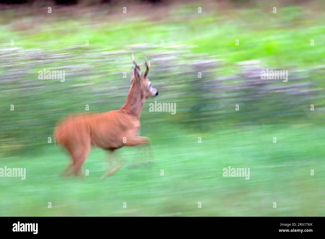 Capriolo europeo (Capreolus capreolus), le femmine possono essere accoppiate con successo quando hanno circa 16 mesi (European Roe Deer) (foto Roebuck Foto Stock