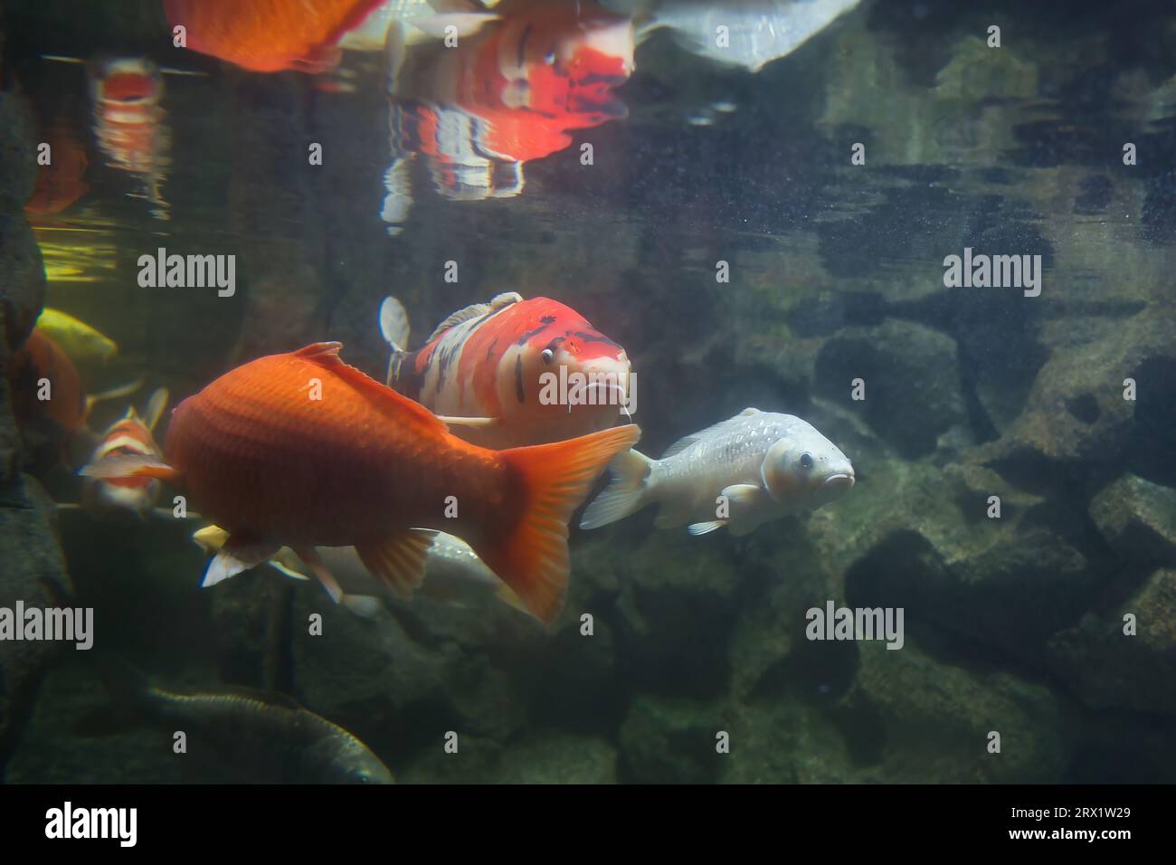 Le carpe di Koi sono state selezionate dalla carpa comune per secoli in Giappone e Cina. Sono rinomati per la loro longevità, possono raggiungere circa venti anni Foto Stock