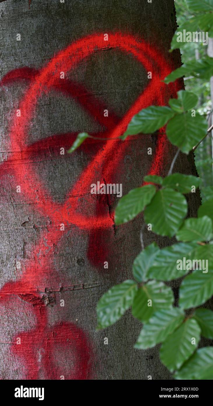Segni di colore rosso fluorescente sul tronco di un faggio. Foto Stock