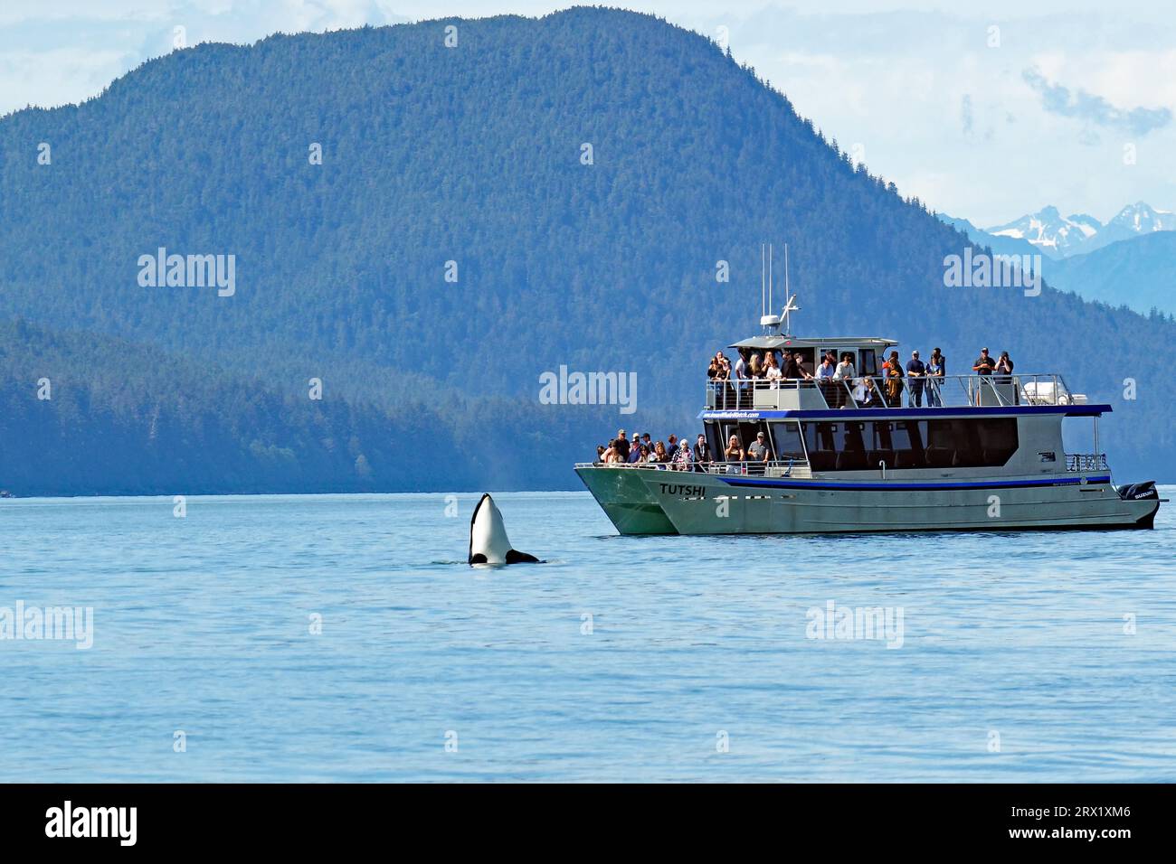 Orca guarda curiosamente fuori dall'acqua di fronte a una barca turistica, avvistamento di balene, turismo, Inside Passage, Juneau, Alaska, USA Foto Stock