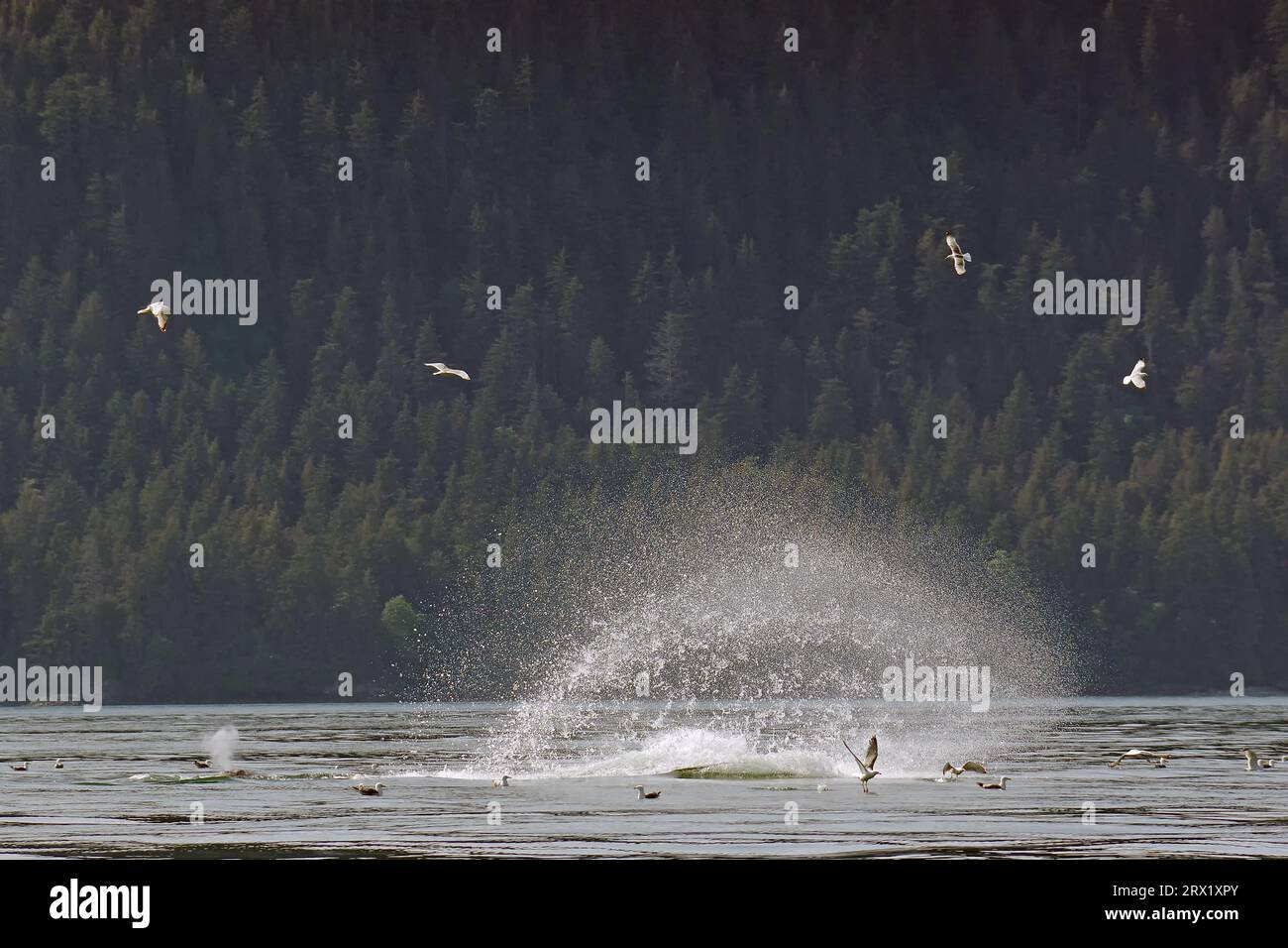 Le megattere schiaffeggiano l'acqua con il suo trematode per stordire i pesci, comportamento di caccia, fontana, Inside Passage, Juneau, Alaska, USA Foto Stock