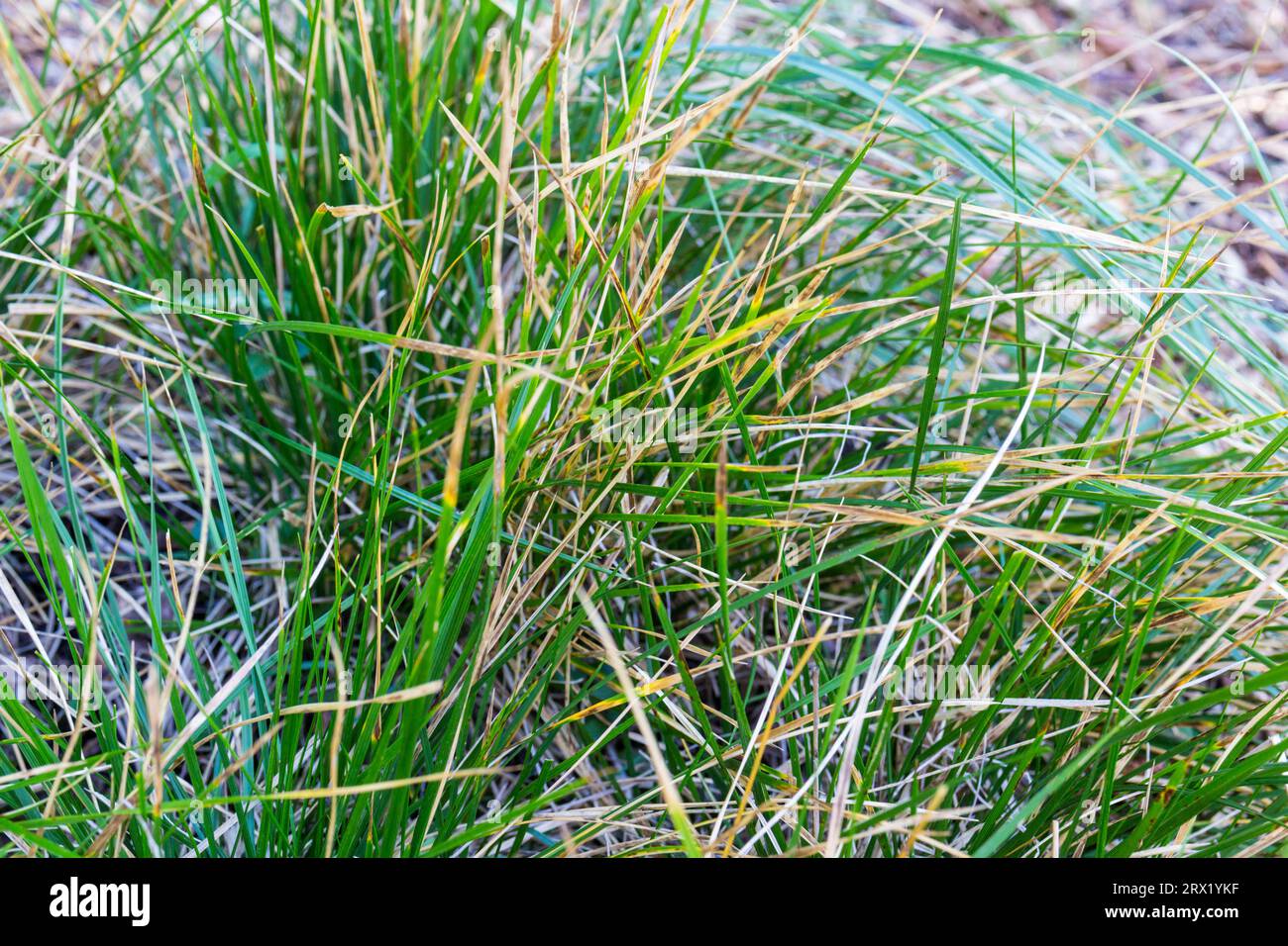 Primo piano dell'erba ciuffata (Deschampsia cespitosa) Foto Stock