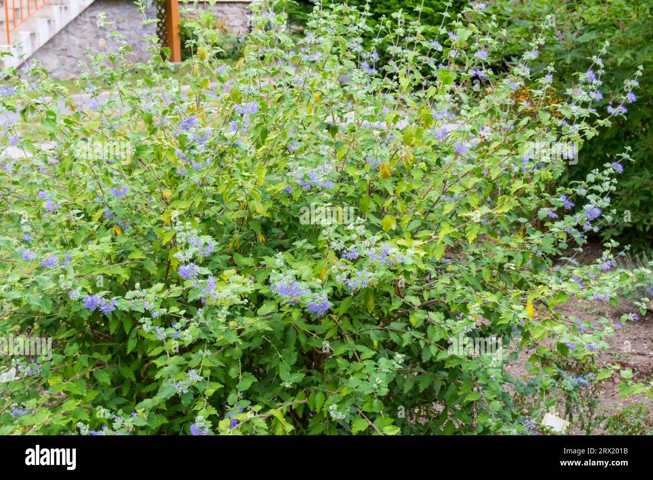 Caryopteris incana (barbabietola) in tarda estate, Giardino Botanico, Sopron, Ungheria Foto Stock