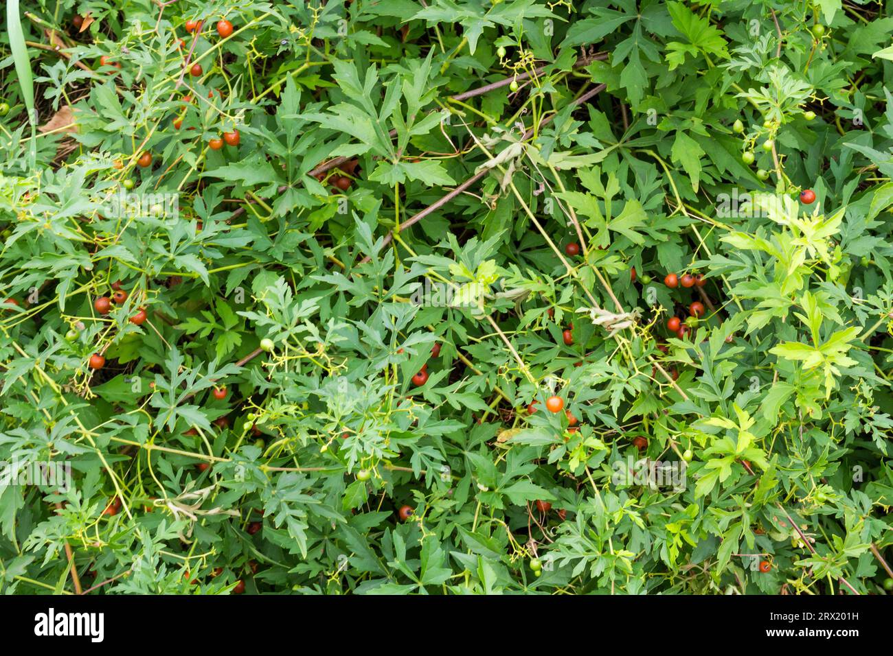 Bacche di arancia rossa o scura di Ampelopsis aconitifolia (pepe, porcellana), Giardino Botanico, Sopron, Ungheria Foto Stock