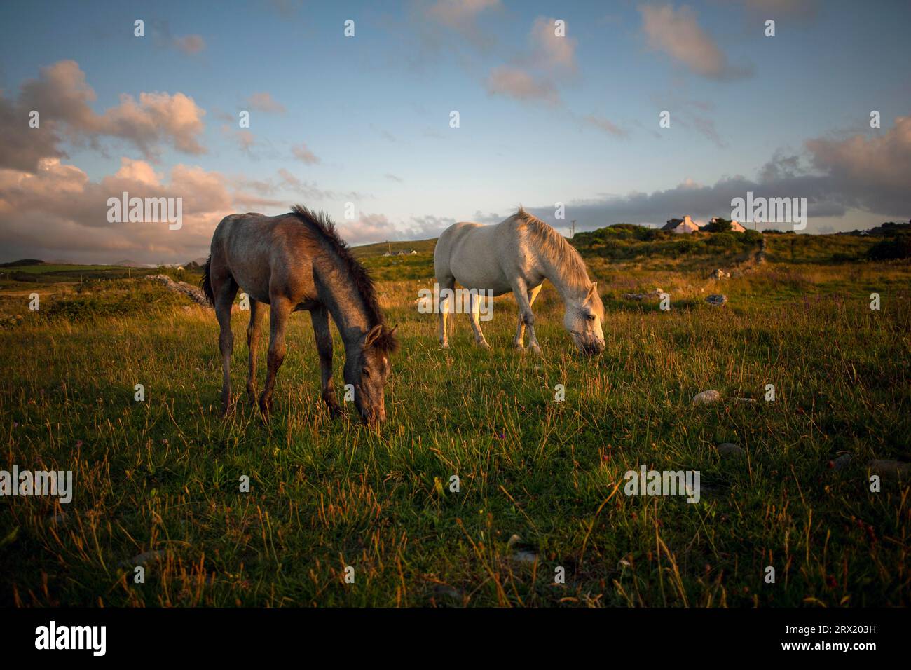 Paesaggio irlandese lungo la Wild Atlantic Way a Galway, contea di Galway, Irlanda Foto Stock