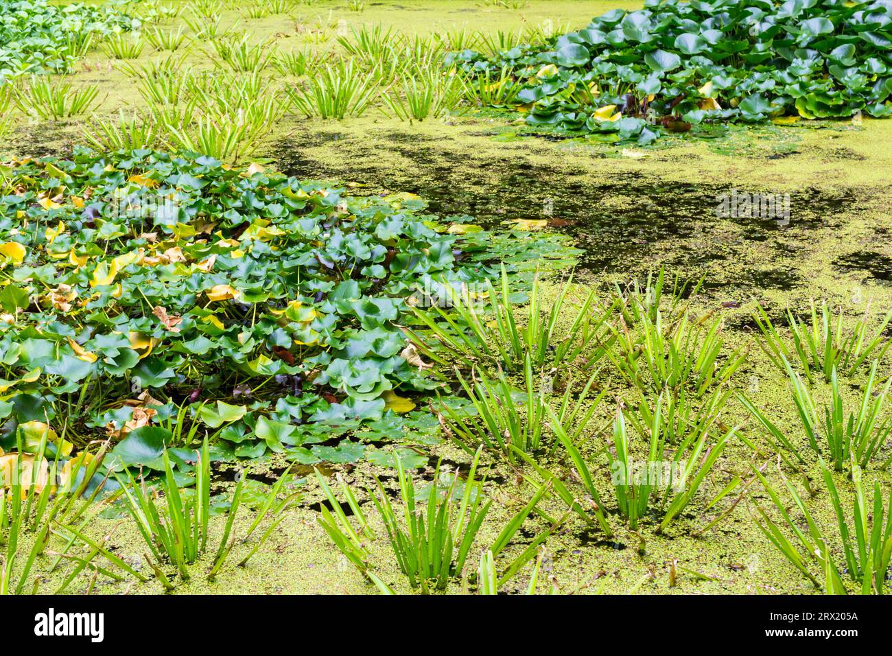 Piante acquatiche sulla superficie d'acqua dello stagno artificiale, foglie di ninfea bianca europea (Nymphaea alba), Giardino botanico, Sopron, Ungheria Foto Stock