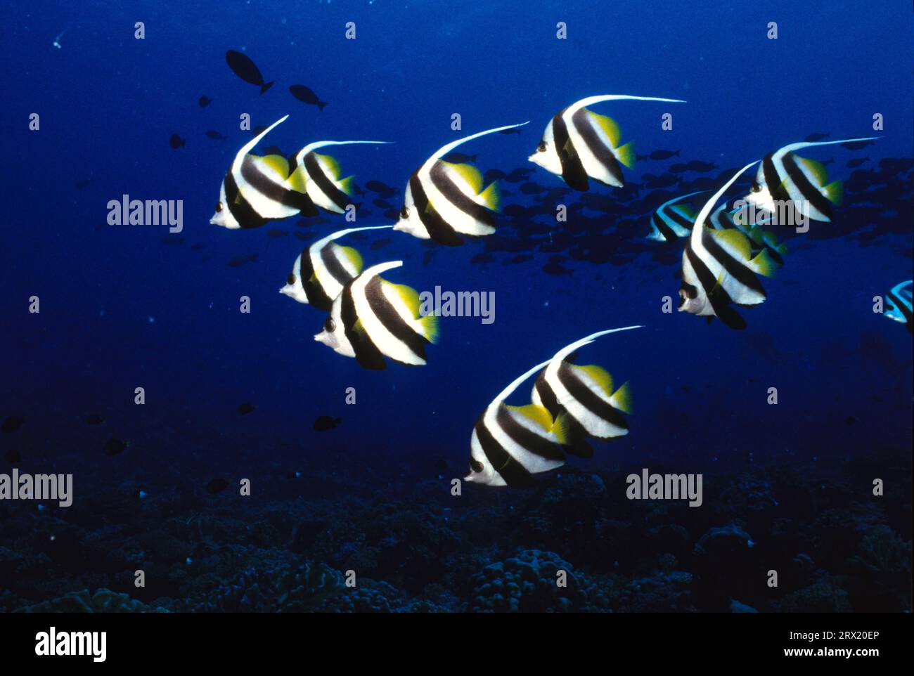 Pennantfish Foto Stock