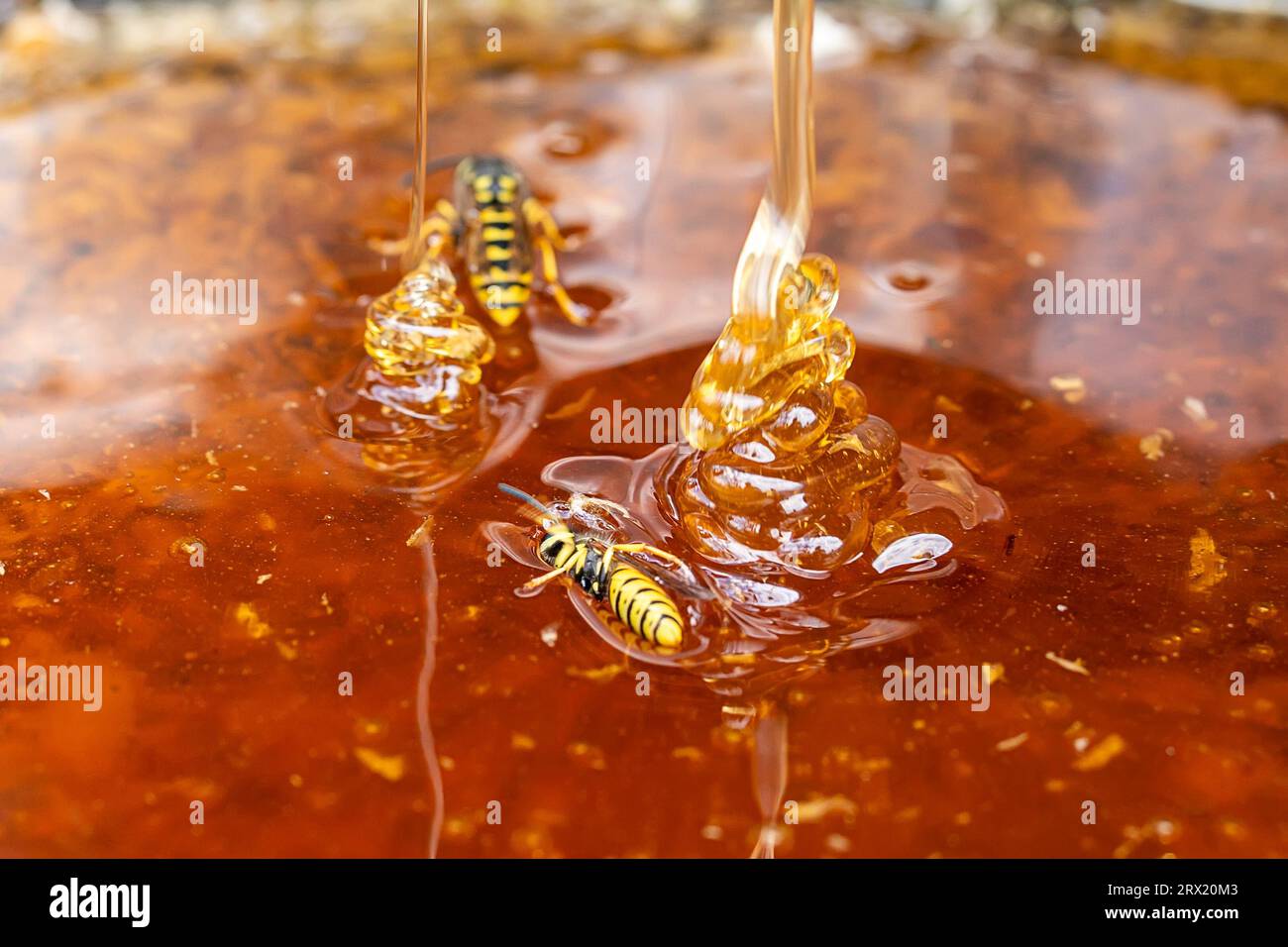 Primo piano delle bolle di miele macro di colore ambra brillante. consistenza di miele. Il concetto di alimentazione sana. Dieta. la vespa annegata nel miele, la vespa è seduta Foto Stock