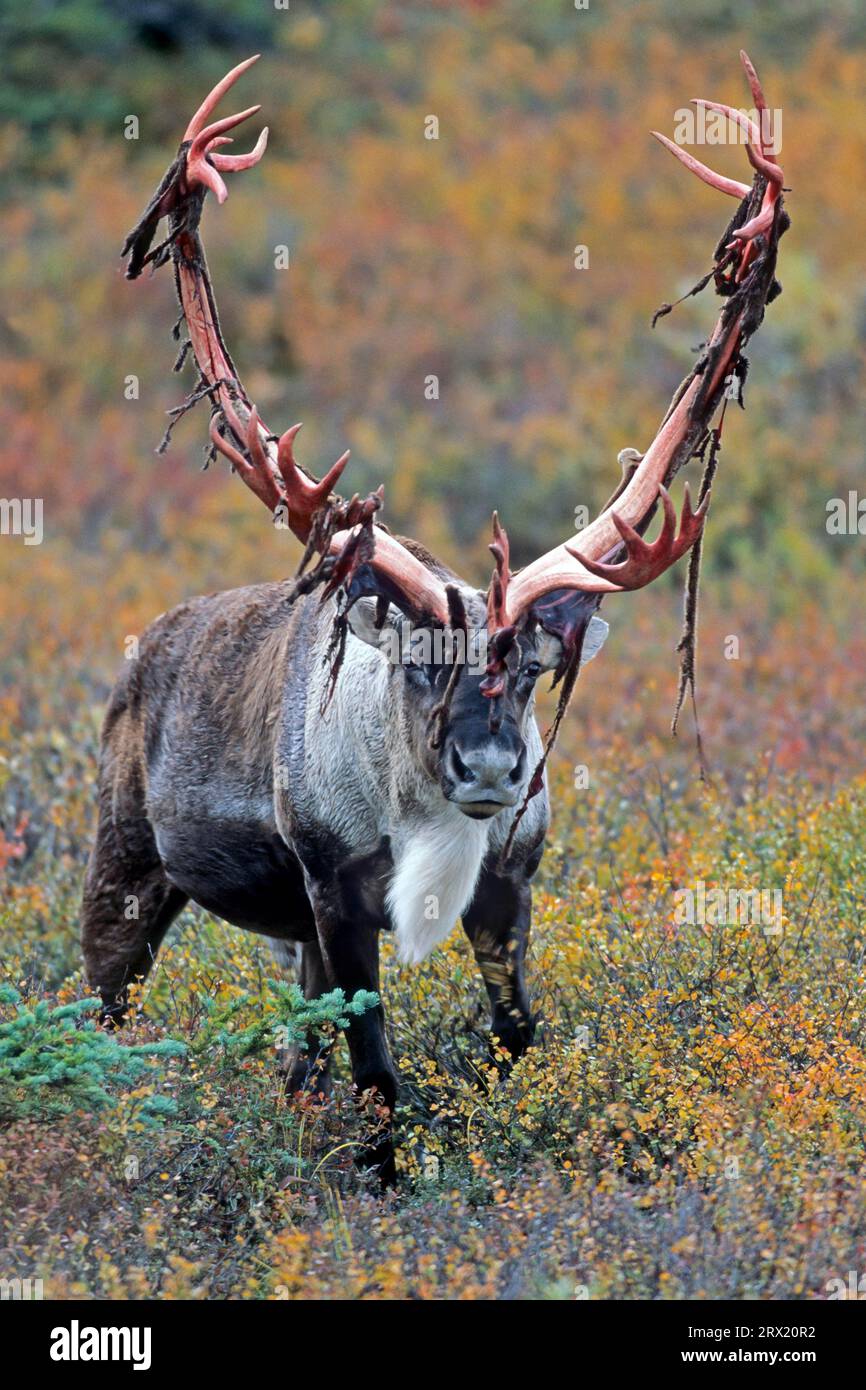 Renne (Rangifer tarandus), le femmine lasciano le corna principalmente in estate (Alaskan Caribou) (foto toro caribou con palchi ricoperti di velluto) Foto Stock