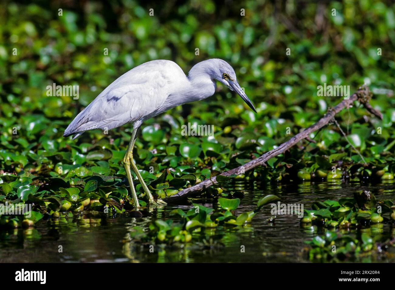 Little Blue Heron, il piumaggio dei giovani uccelli è bianco nei primi mesi (foto giovane uccello con il tipico piumaggio bianco), Little Blue Foto Stock
