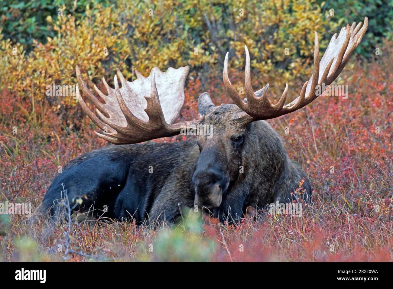 Alce, la crescita dei nuovi palchi inizia in primavera (alce dell'Alaska) (alce capitale foto (Alces alces) riposa nella tundra), Moose, il nuovo Foto Stock