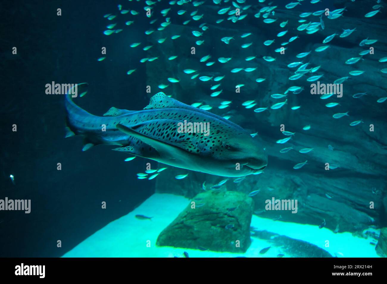 Lo squalo zebra è una specie di squalo tappeto e l'unico membro della famiglia Stegostomatidae. Si trova in tutto il tropicale Indo-Pacifico Foto Stock