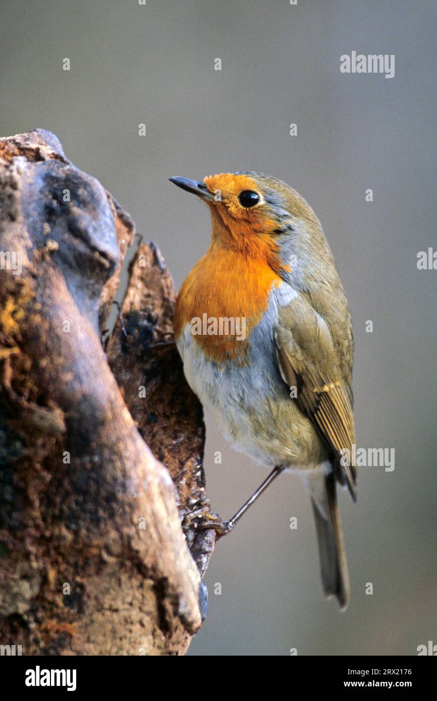 European Robin (erithacus rubecula), sia maschio che femmina cantano durante l'inverno (foto uccello adulto), European Robin, il maschio e la femmina cantano durante Foto Stock