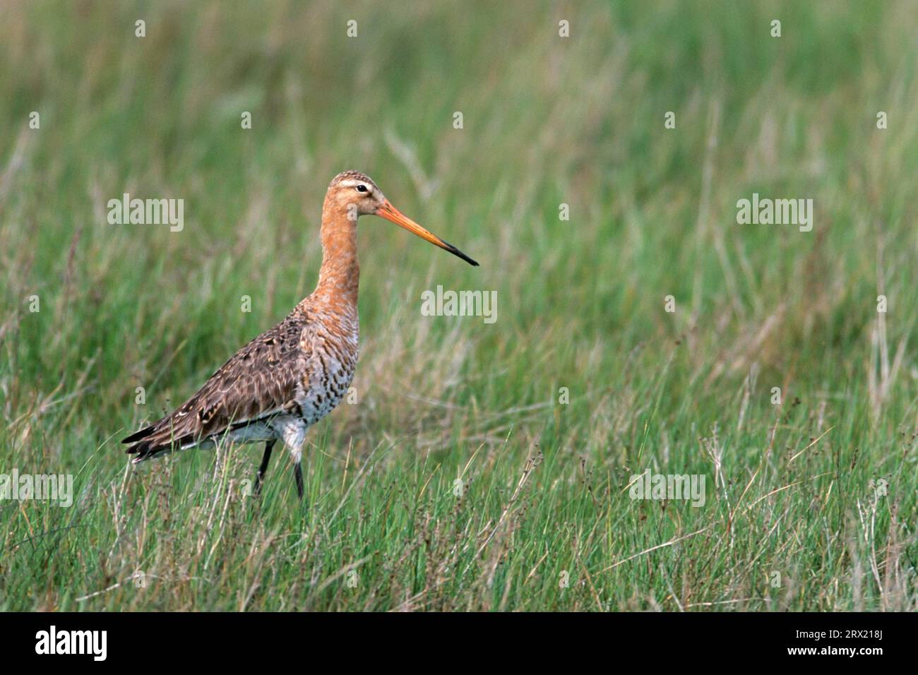 Godwit dalla coda nera (Limosa limosa) è un wader a gambe lunghe e a becco lungo (foto uccello adulto in piumaggio di allevamento), Godwit dalla coda nera è un Foto Stock