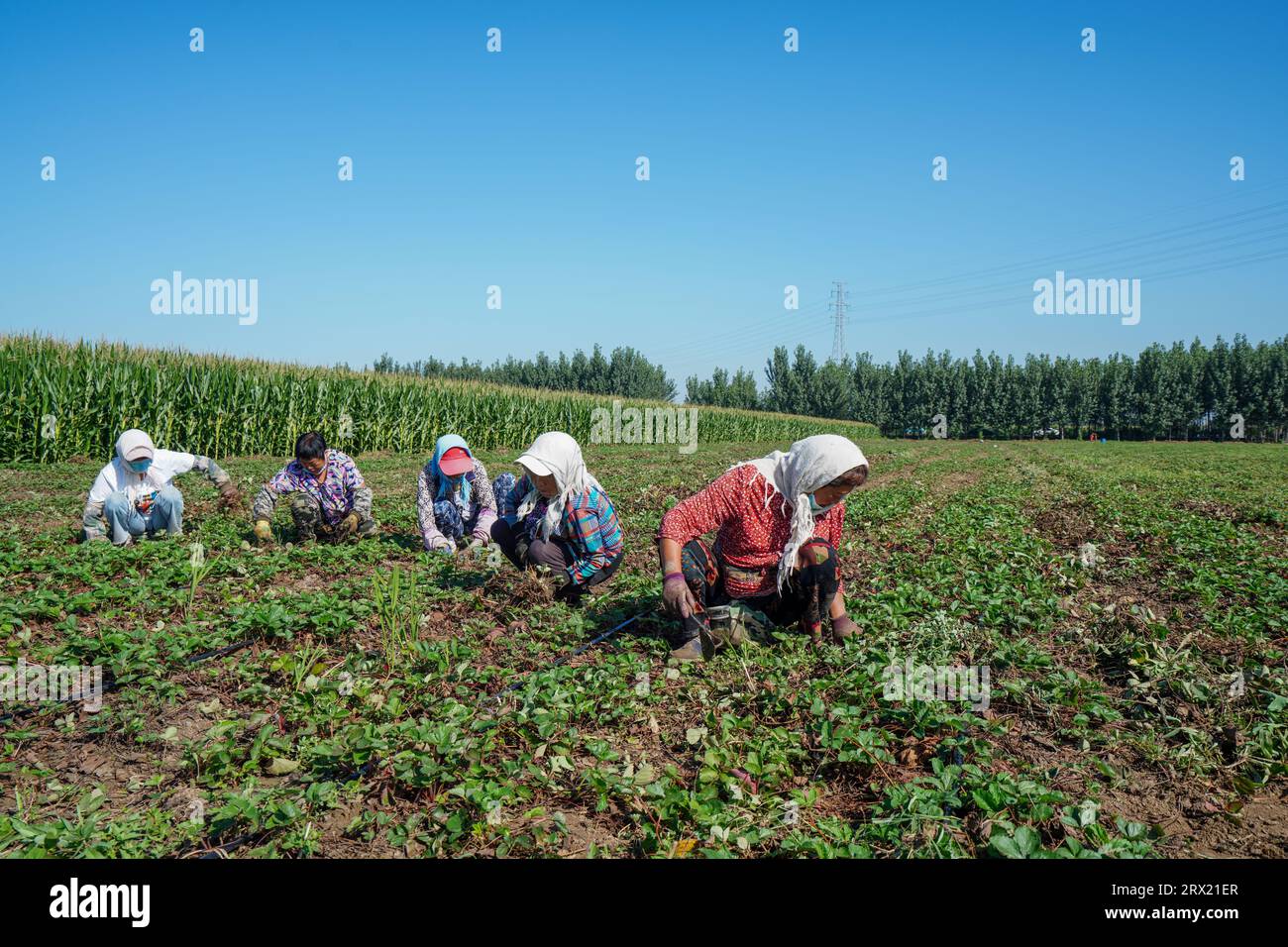 Contea di Luannan, Cina - 2 settembre 2022: Gli agricoltori che dilagano nei campi di fragole durante la stagione vegetativa. Foto Stock